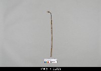 藏品(中國湖北皮影戲相關物件-操縱桿)的圖片